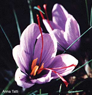 Saffron is the world's most expensive spice by weight. It usually is packaged and sold by the ounce. Photo: Anna Tatti, Sardinia