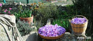 Harvesting crocus blossoms for saffron on the island of Sardinia, 2005. Photo: Anna Tatti, Sardinia