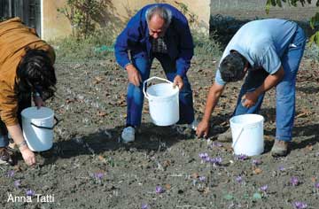 Harvesting crocus blossoms for saffron on the island of Sardinia, 2005. Photo: Anna Tatti, Sardinia